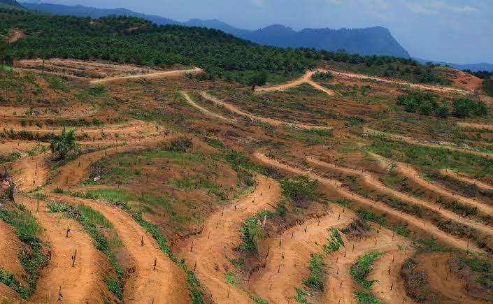 B50 Dinilai Buru-Buru, Sawit Watch: Jangan Sampai Indonesia 'Korsleting' Ekologis