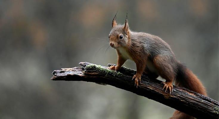 Begini Cara Pintar Mengurangi Serangan Tupai Tanpa Pestisida Berat di Kebun Sawit