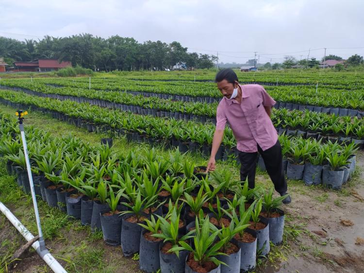 Aspek-Pir Menyayangkan Adanya Tudingan  Sawit Penyebab Musibah di Sumatera