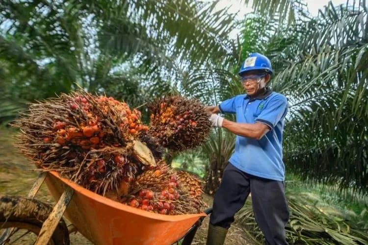 Gulat Manurung Desak Hilirisasi Sawit Masuk PSN, Bisa Dongkrak Ekonomi 8 Persen