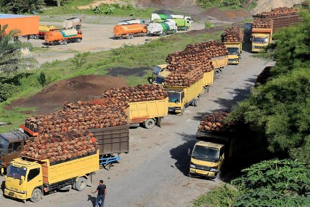 DJP Buka-bukaan Data! Sawit dan Minerba Kini Diawasi Tanpa Celah, Penerimaan Negara Makin Aman