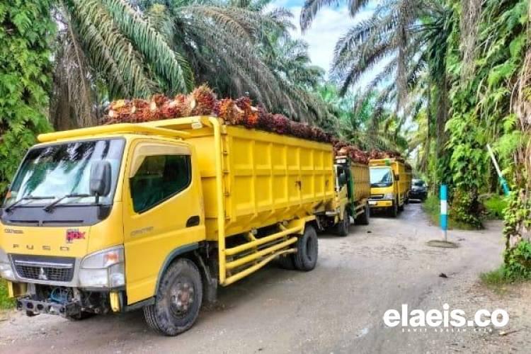 Planting Naturals Mendigitalkan 7.224 Petani Kecil, Minyak Sawit di Sierra Leone Kini Bersertifikasi RSPO