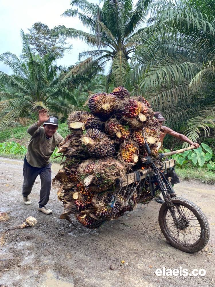 Banyak Kebun Berusia Tua, Disbun Riau Tetapkan Harga Sawit Usia 26-30 Tahun
