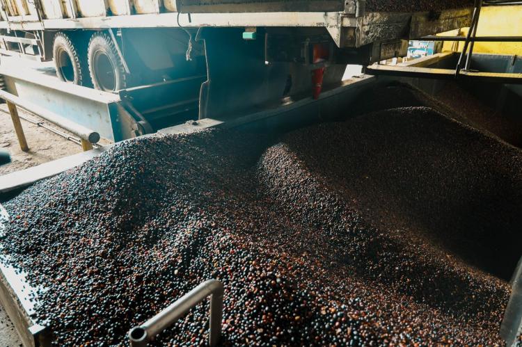 Produksi PKO PTPN IV PalmCo di Kampar Tembus 115.000 Ton Sepanjang 2025