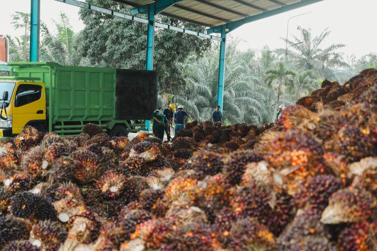 Akurasi 96,77 Persen, PTPN IV Regional III Perkuat Produksi Sawit Berbasis Data