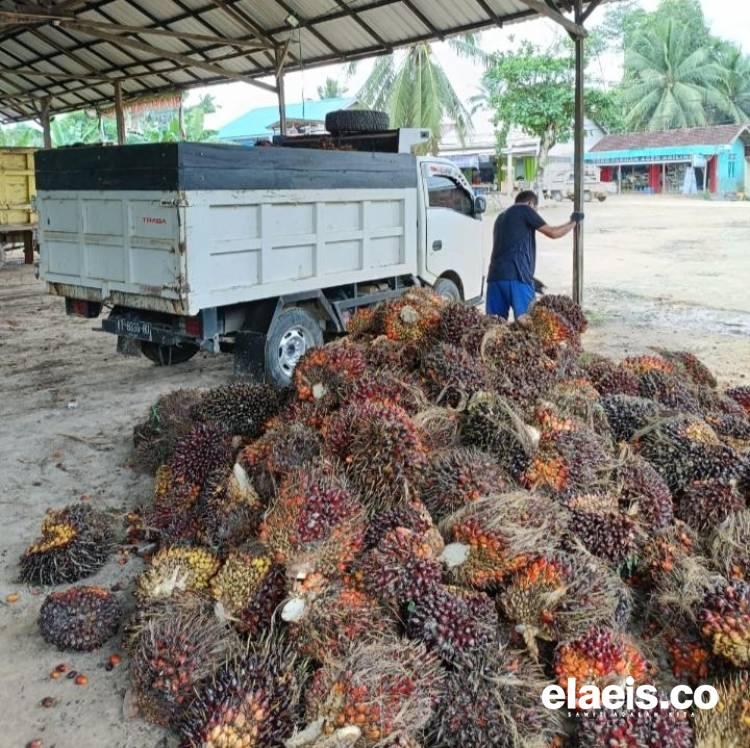 Minggu Ini Harga TBS Sawit Jambi Naik Rp55,11/kg
