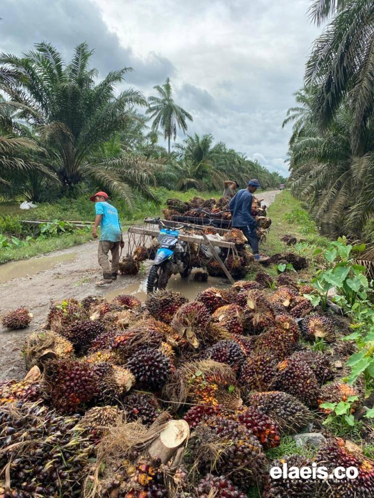 Harga CPO dan Kernel Kembali Kerek  Harga Sawit Swadaya Riau