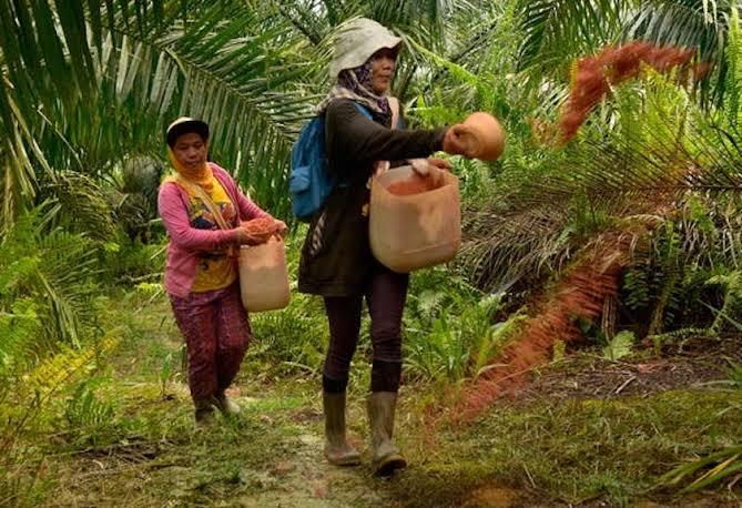 86% Pekerja Sawit Ternyata Perempuan, Ini Peran Besar yang Jarang Dibahas