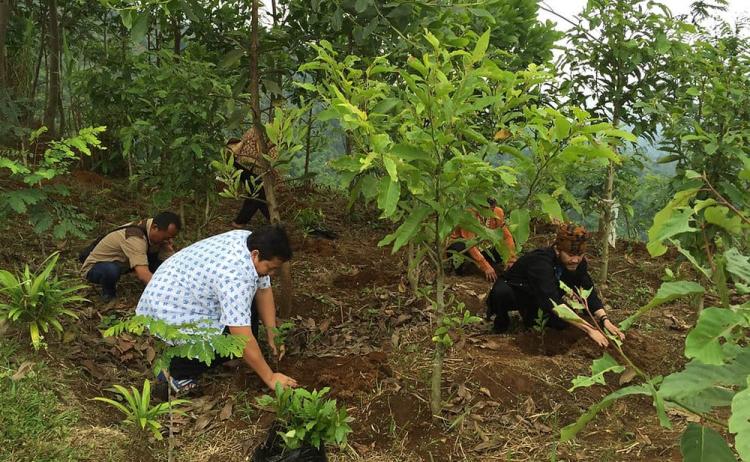 Bisa Nggak Kebun Sawit Jadi Hutan Lagi? Ini Jawaban Mengejutkan KLH