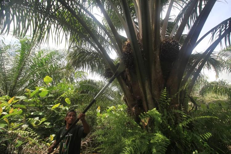 Sawit Ternyata Bisa Jadi Mitra Konservasi Hutan, Ini Penjelasannya