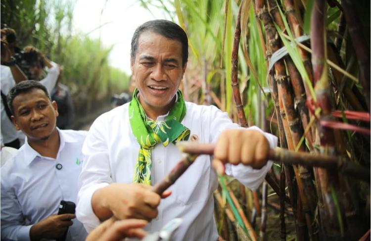 80 Persen Kebun Tebu RI Tak Produktif, Mentan Siap 'Bongkar Ratoon' 300 Ribu Hektar
