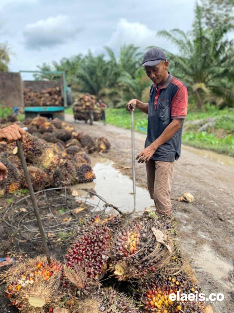 Empat Tahun Tak Kelar, Harga Sawit Harusnya Jadi Perhatian Utama