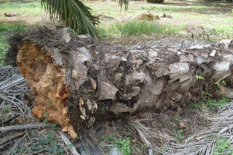 Ternak di Kebun Sawit Bukan Biang Kerok Ganoderma, Ini Penjelasan Ahli