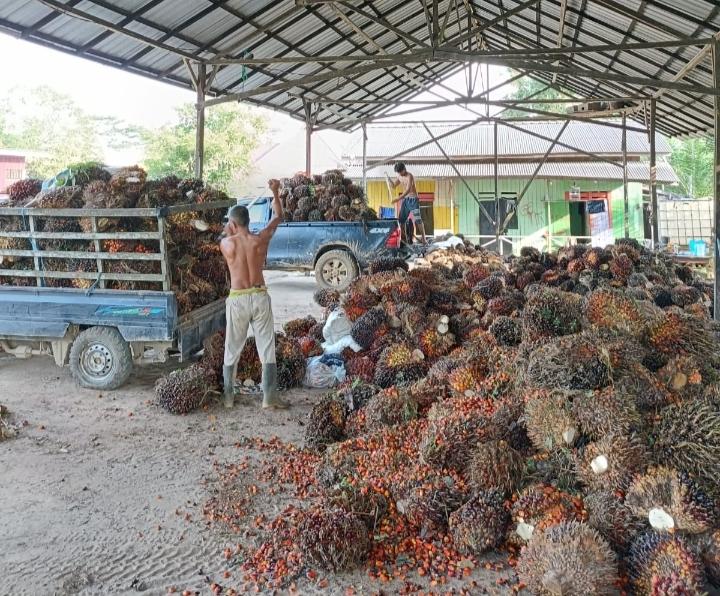 Kejar Harga Plasma, Sawit Mitra Swadaya Riau Pekan ini Rp4.088,09/kg