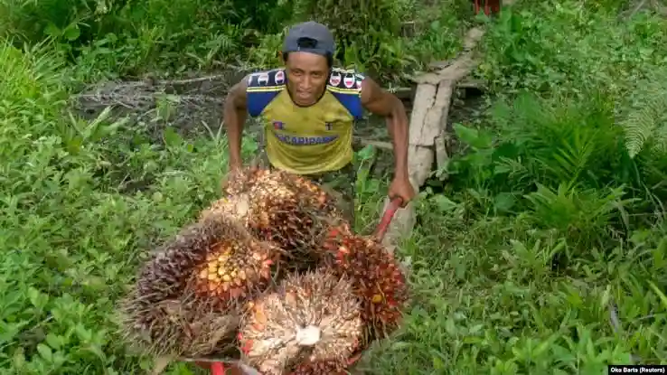 Ramai Disorot, Kementan Klarifikasi Sawit Papua Bukan Buka Lahan Baru!