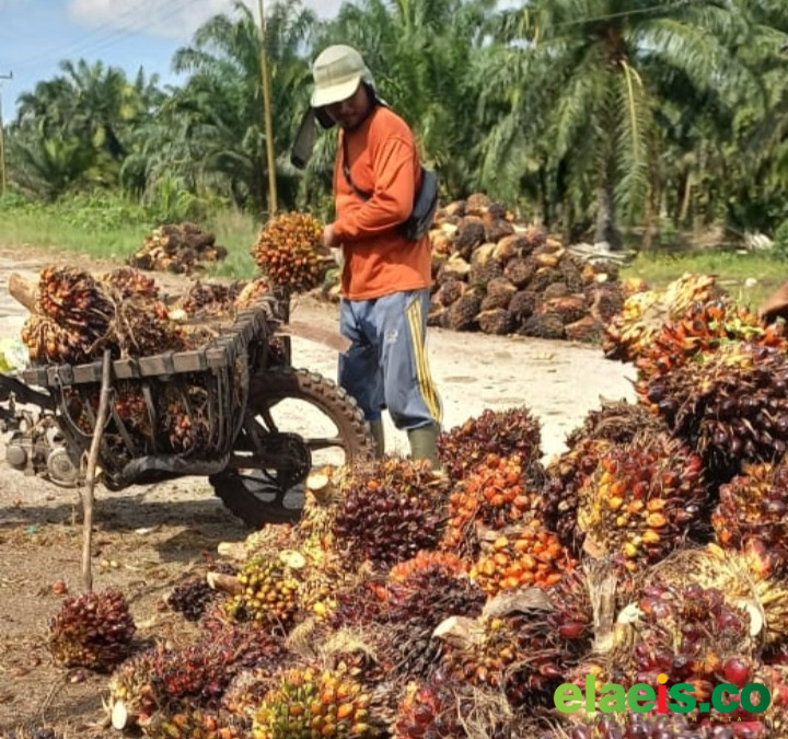 Ikut Anjlok, Begini Kondisi Harga Sawit Mitra Swadaya di Riau