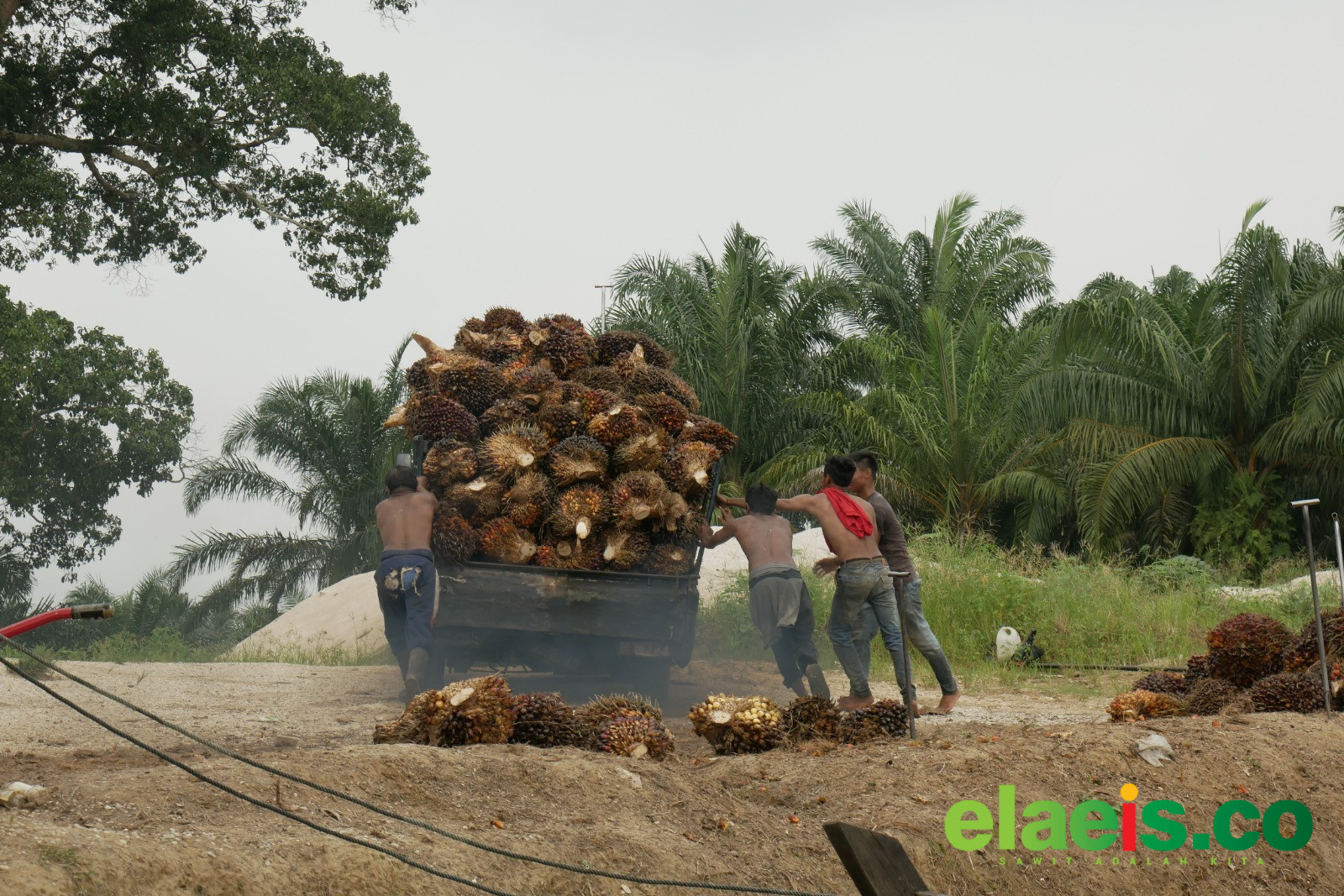 Turun Tipis, Harga Sawit Mitra Swadaya di Riau Dibandrol Rp3.832,65/kg