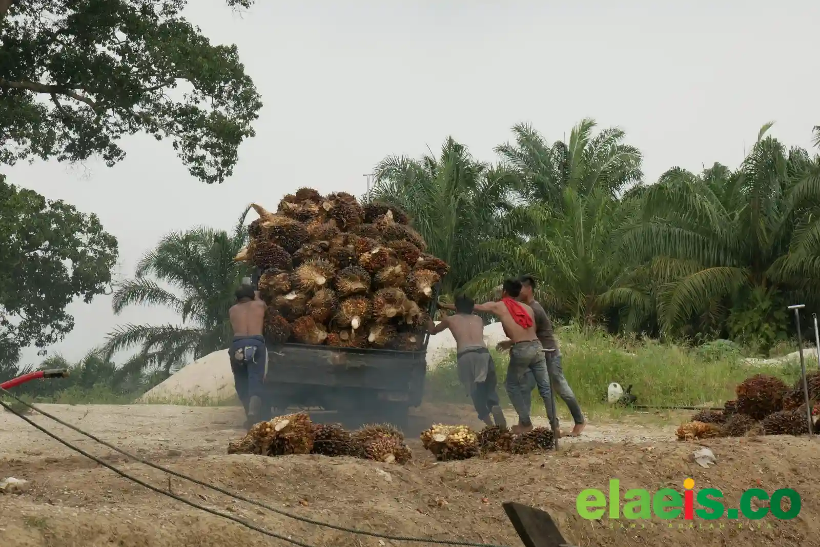 Turun Tipis, Harga Sawit Mitra Swadaya di Riau Dibandrol Rp3.832,65/kg