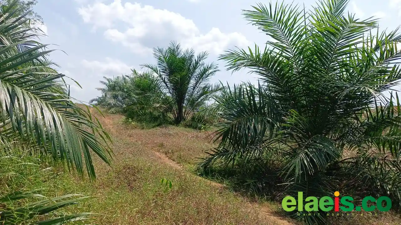 Bukan Hanya Bibit Palsu, Pupuk Palsu Juga Ramai di Berau
