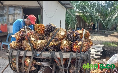 Harga Sawit Mitra Swadaya di Riau Naik, Segini Besarannya