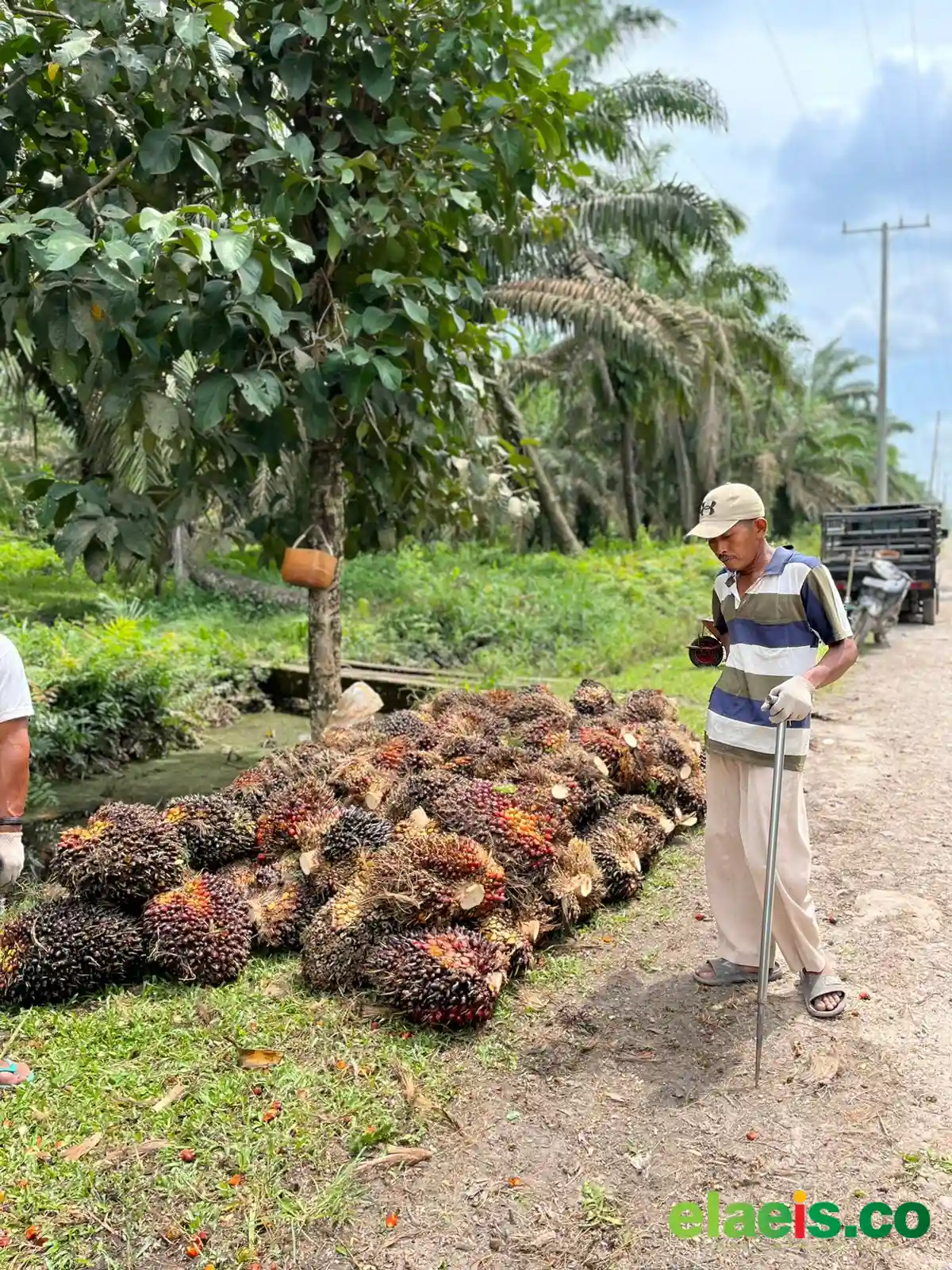 Merangkak Naik, Sawit Plasma Sumut Dibandrol Rp3.909,06/kg