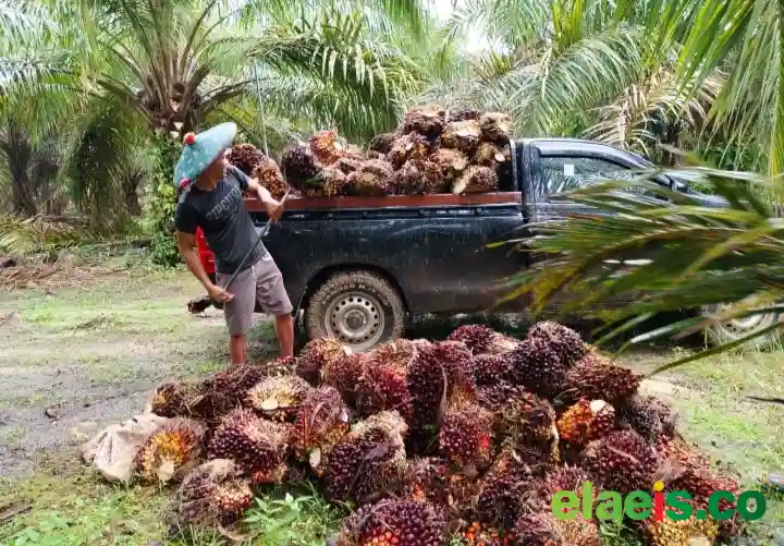 Sawit Swadaya di Sumut Rata-Rata Dibeli Rp3.000/kg-Rp3.340/kg