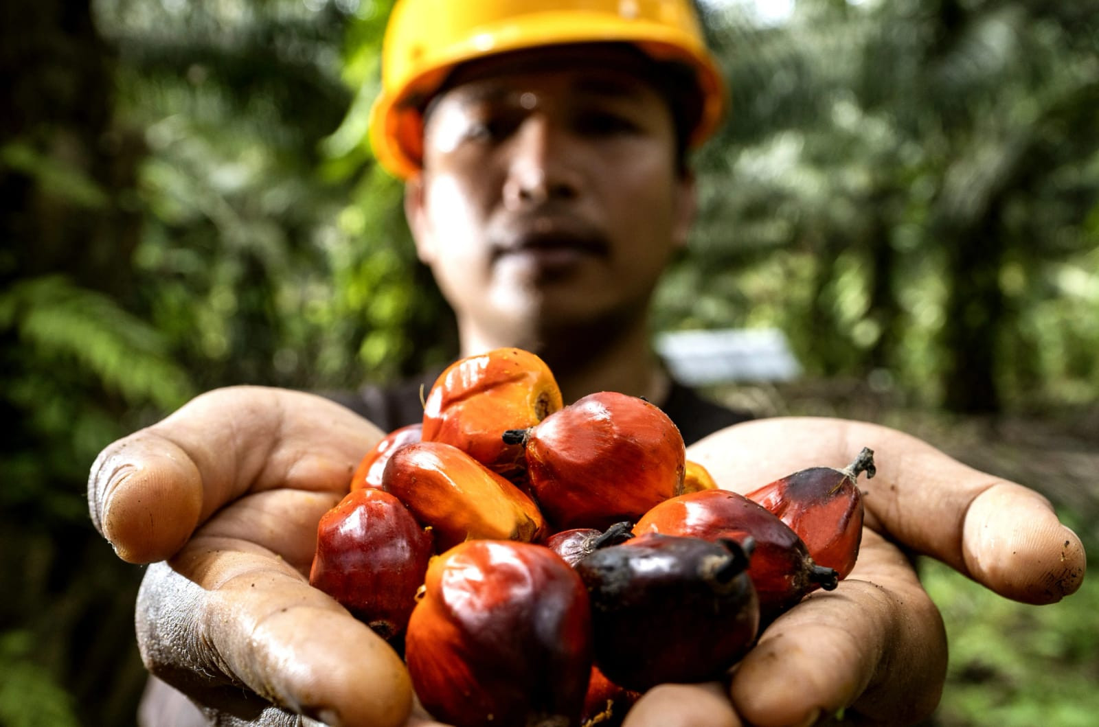 Begini Nasib Dana PSR, Biodiesel dan Beasiswa Sawit Saat Munculnya DSI