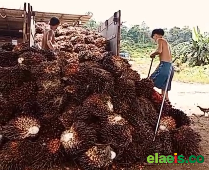 Sempat Anjlok Hingga Rp1.000/kg, Harga Sawit Aceh Berangsur Normal
