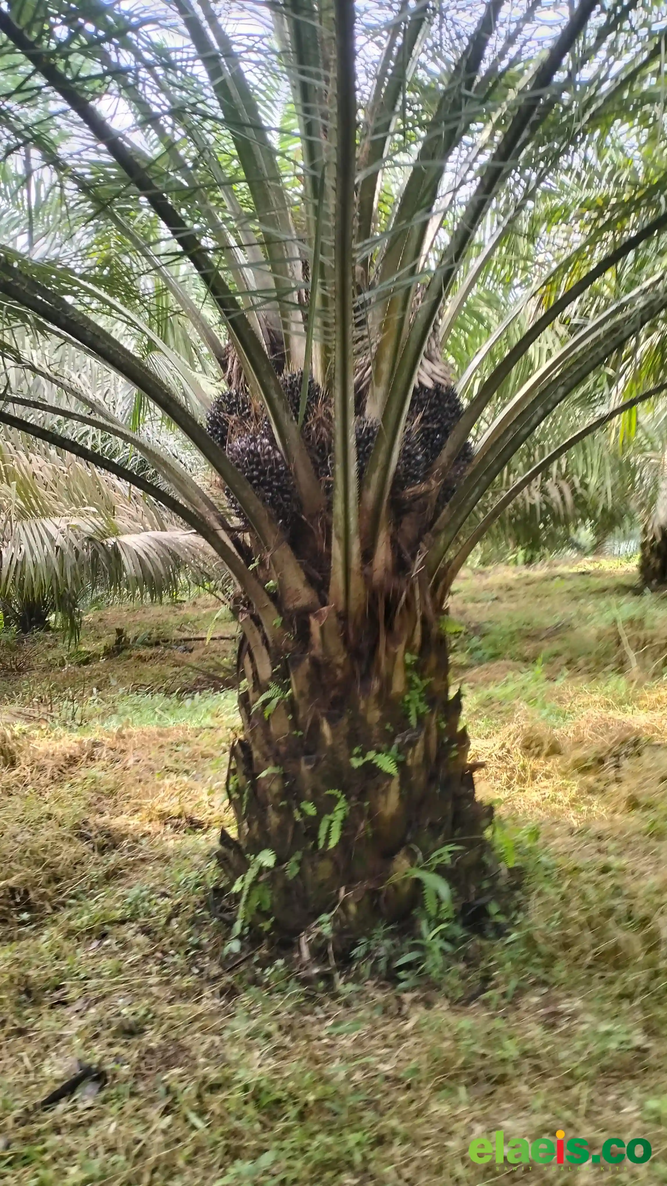 Produksi Merangkak Naik, Harga Sawit di Banten Juga Mulai Menggeliat