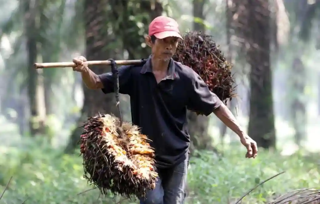 Begini Cara Kementan Lindungi Petani Sawit dari Permainan Harga TBS