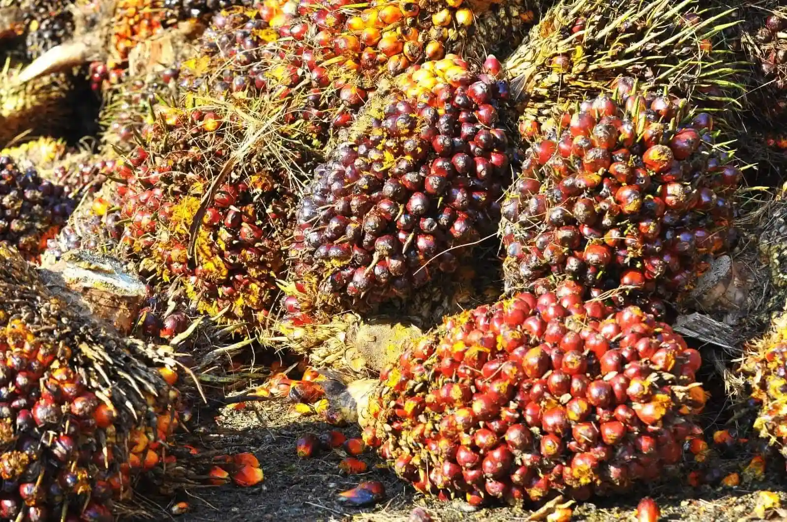Harga CPO Naik 0,73 Persen Sepekan, Sinyal Positif untuk Pasar