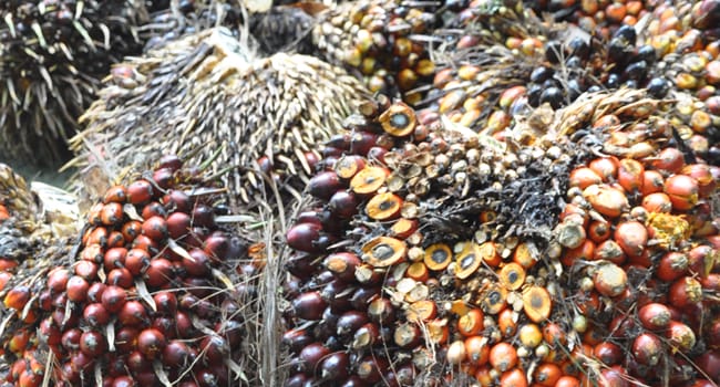 Pemerintah Dianggap Hambat Langkah Reformasi Industri Kelapa Sawit