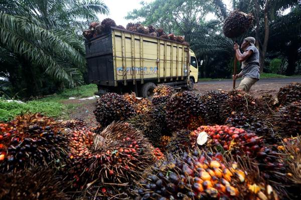 Afrika Belajar Tentang Sawit Dari Indonesia