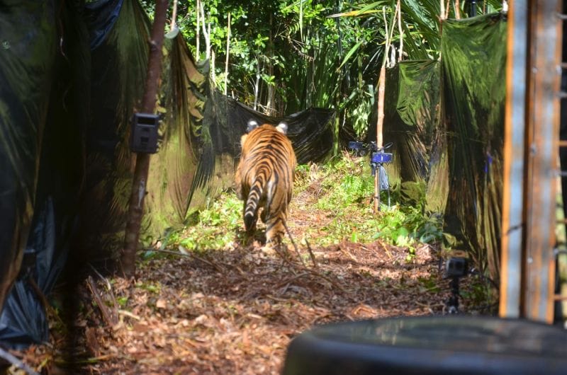 Si Belang Corina Dilepaskan ke Habitat usai Terjerat