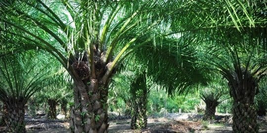 Terluas di Indonesia, Perkebunan Sawit Riau Untuk Siapa?
