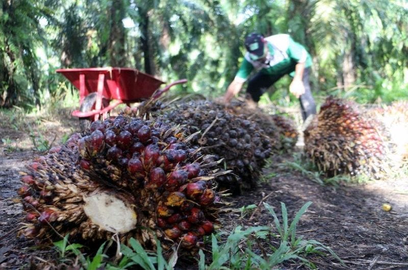 Sawit Dituduh Dalang Deforestasi, Benarkah?