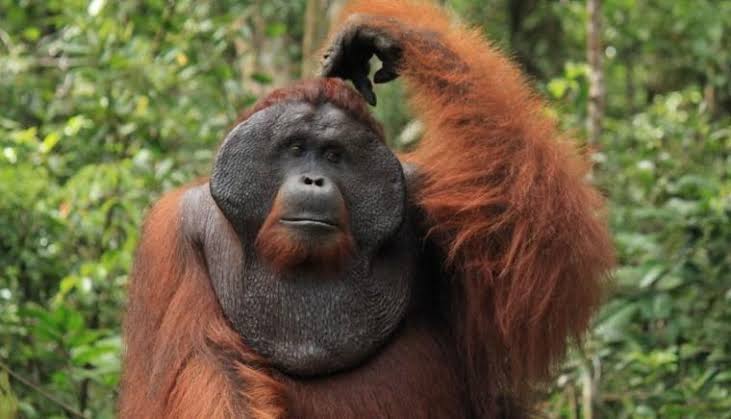 Mungkinkah Kera Besar Tapanuli Punah Gegara Proyek PLTA?
