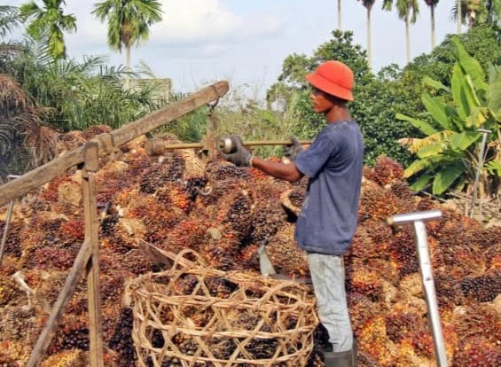 Industri Sawit, Akan Bikin Ekonomi Papua 'Berminyak'
