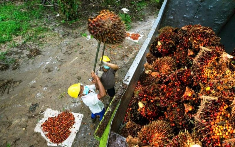 Harga Beda Jauh, Pengusaha Sawit Abdya Ogah Jual TBS di Pabrik Daerahnya