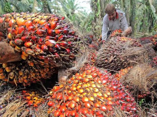 Harga Sawit di Riau Turun Sedikit Pekan Ini, Begini Rinciannya