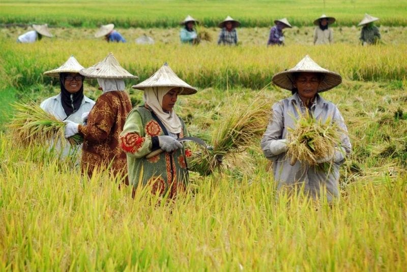 Nilai Tukar Petani Meningkat 0,10 Persen
