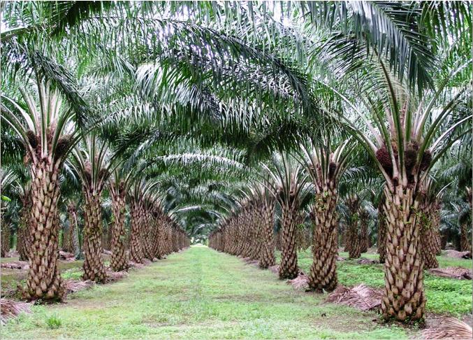 Agar Satu Pemahaman, Pergub Harga Sawit Swadaya Disosialisasikan
