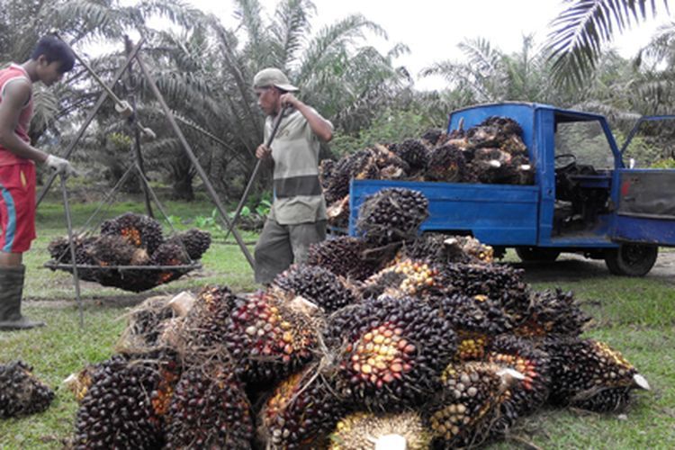 Harga TBS di Daerah ini Disebut Paling Rendah di Sumatera