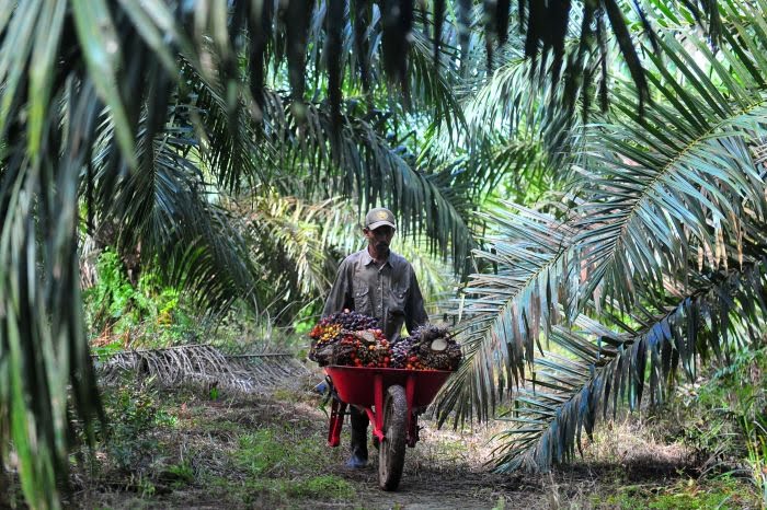 Lahan Sawit Dekat Perusahaan Tapi Hasilnya Beda, Praktisi Bilang Gini...
