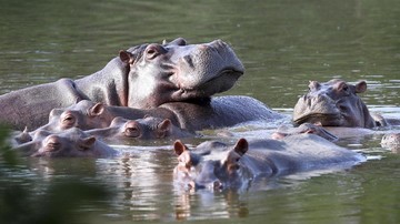 Kuda Nil Mati Gegara Sungai Tercemar Zat Beracun