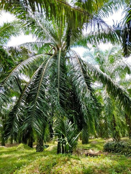 Harga TBS Meroket, Jadi Penyelamat Masyarakat di Masa Sulit