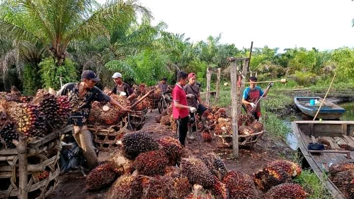 Aceh Coba Tetapkan Harga TBS Sebulan Dua Kali