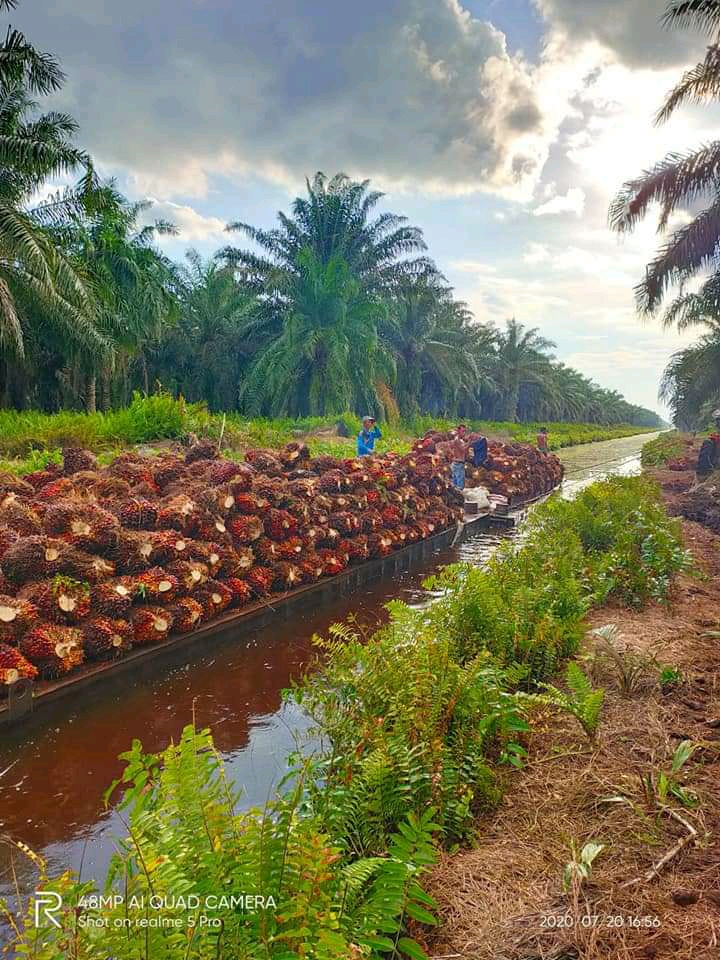 Harga Lokal tak Memuaskan, TBS Diboyong ke Tetangga