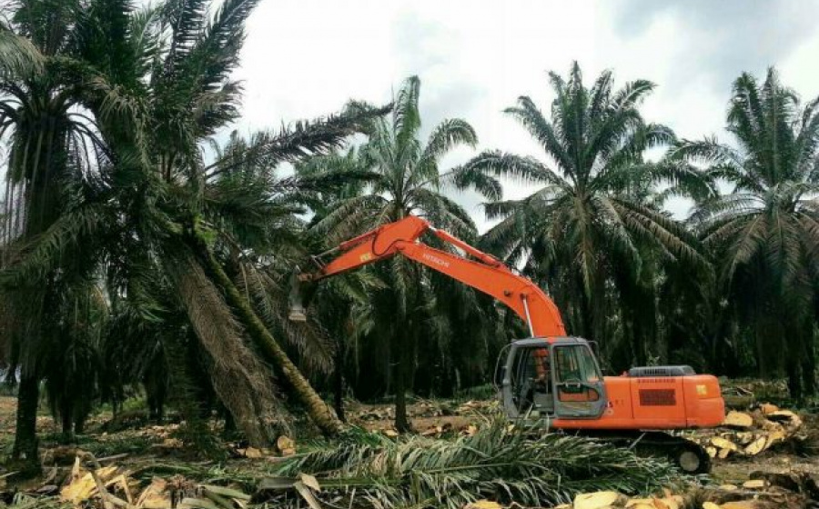 Moratorium Habis, KLHK Tetap Stop Perizinan Baru Sawit