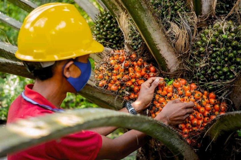 SPKS Ingin Reposisi Kemitraan Petani dan Perusahaan Sawit